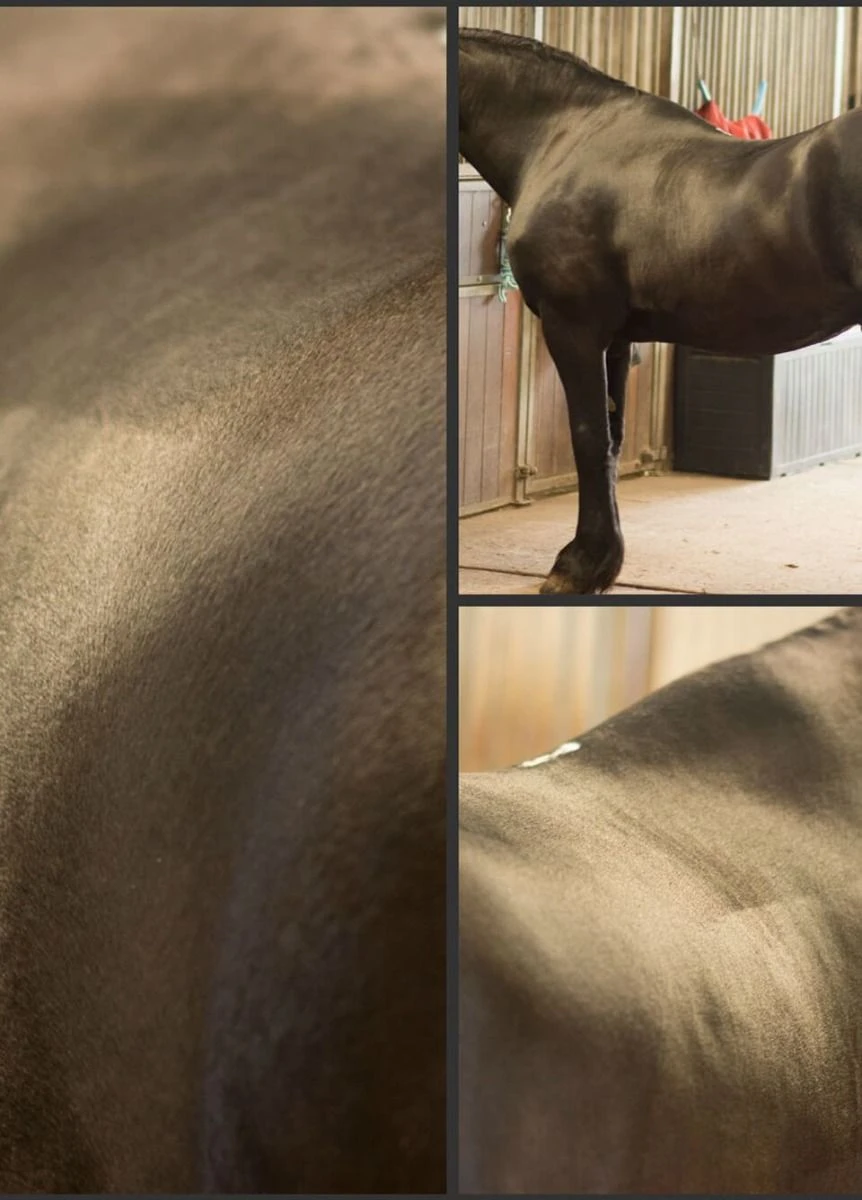 Eqclusive Brush Set For Black/Bays - Image 3