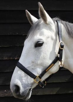 JHL Leather Headcollar - Black