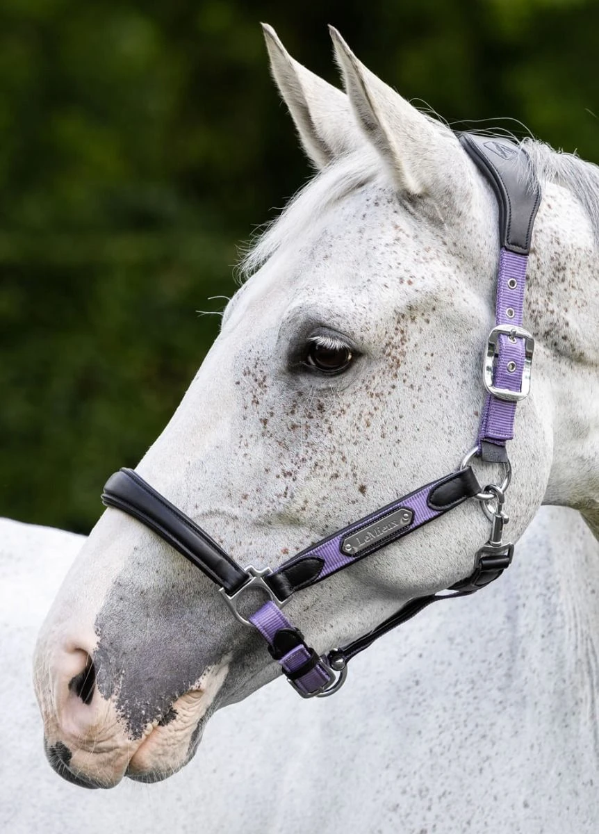 LeMieux Capella Headcollar - Iris - Image 2