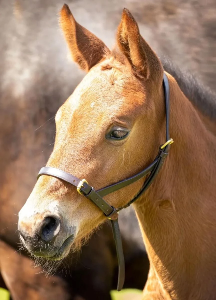 Shires Velociti GARA Leather Foal Slip - Havana
