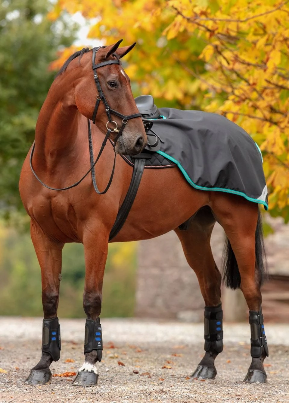 Amigo Competition Sheet - Black/Teal